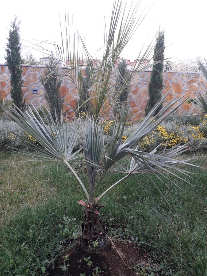 Palm Paradise Stobrec Luaran gambar